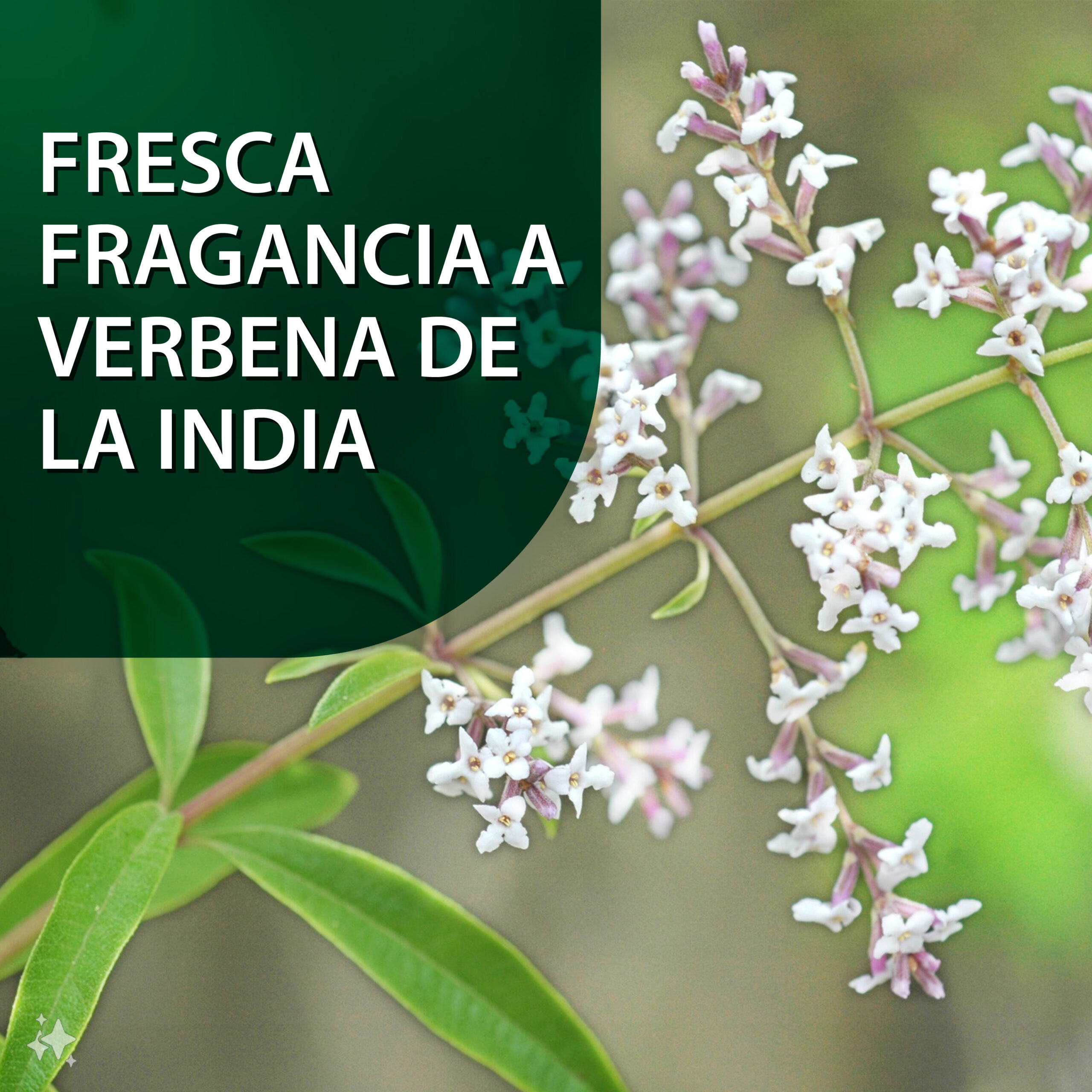 fragancia